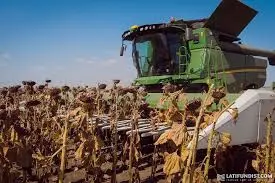 Закуповуємо насіння соняшнику - фото № 1