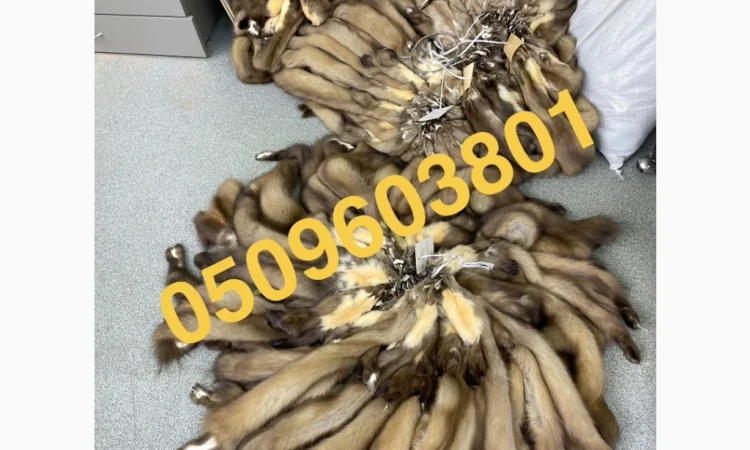 Пропонуються вичинені шкіри куниці - фото № 1