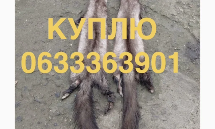 Куплю шкурки куницы каменки оптом - фото № 1