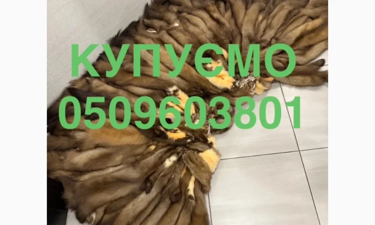 Покупаем шкуру куницы по выгодным ценам - фото № 1