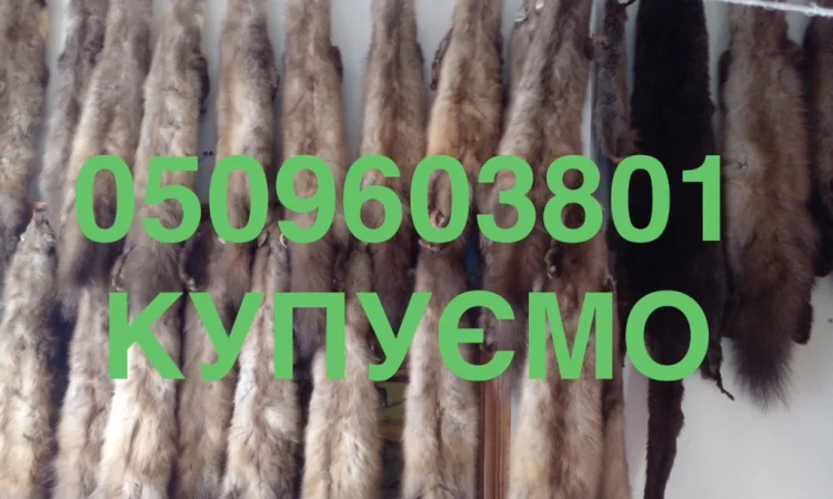 Куплю шкурки куницы и бобра дорого - фото № 1