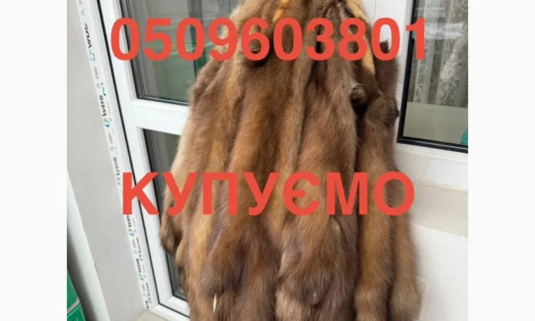 Куплю шкурки куницы, бобра и видры - фото № 1