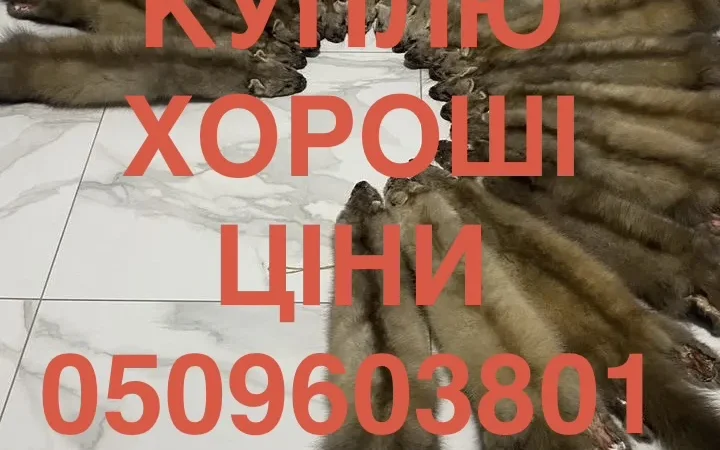Закупаем шкурки куницы оптом по высоким ценам - фото № 1