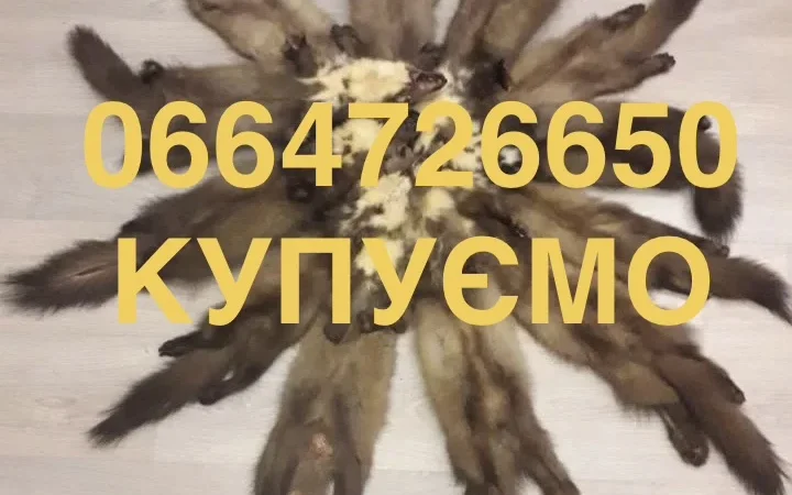 Покупаем шкурки куницы, бобра и выдры в Виннице по выгодным ценам - фото № 1