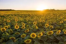 Закупка Соняшник Самовивіз по Україні - фото № 1