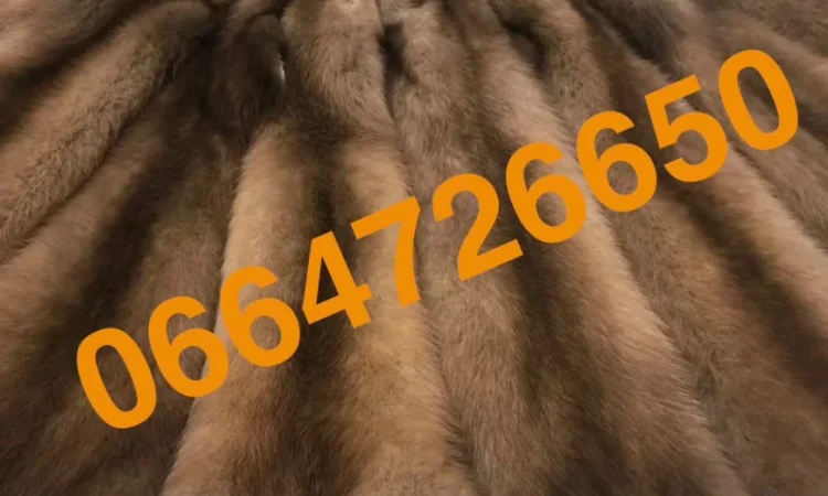 Куница лесная в наличии, отличное качество - фото № 1