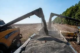 Купимо Соняшник Самовивіз по Україні - фото № 1