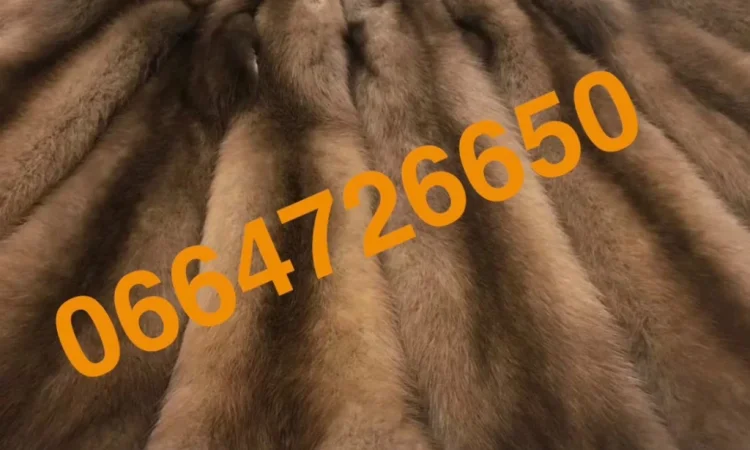 Продается куница вичиненная – тысяча штук, лесная и каменная - фото № 1