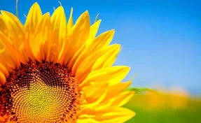 Агрокомпанія Купуємо Соняшник по всій Україні - фото № 1