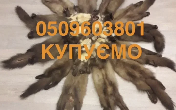 Купуємо шкури куниці, бобра та інших хутрових звірів - фото № 1