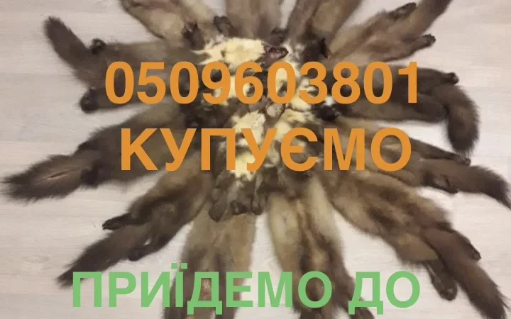 Покупаем шкурки куницы, лесной каменки, бобра, кролика и других - фото № 1