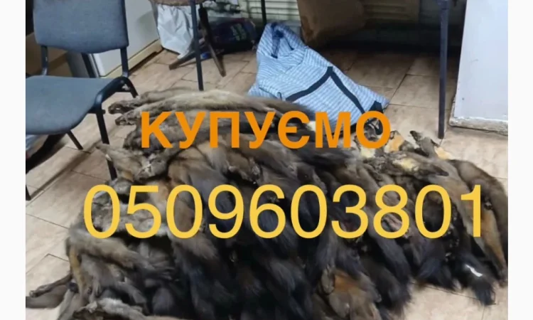 Куплю шкурки куницы лесной - фото № 1
