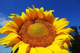 Купляємо Соняшник EXW/CPT По всій Україні - фото № 1