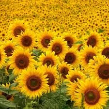 Куплю Соняшник 1Ф.По всій Україні - фото № 1