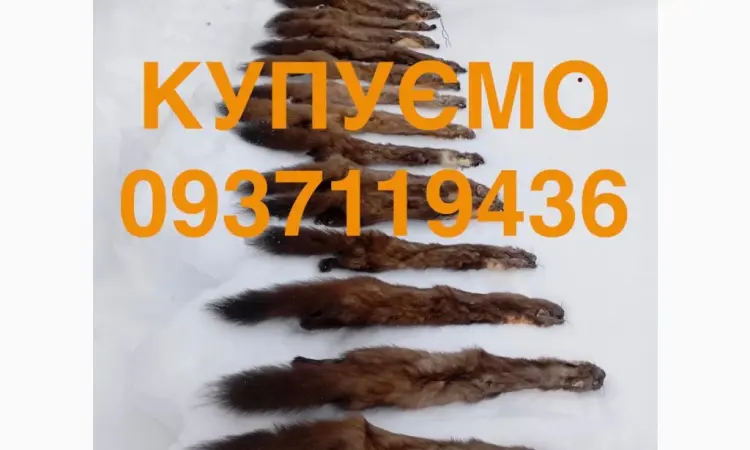 Купимо купуємо шкіри хутро куниці та бобра ДОРОГО - фото № 1