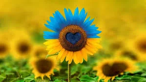 Купляєм Соняшник Самовивіз по всій Україні - фото № 1