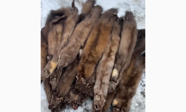 Покупаем шкурки куницы, бобра, норки и других животных дорого - фото № 1