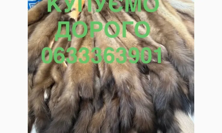 Покупаем шкуры куницы бобра кролика зайца - фото № 1