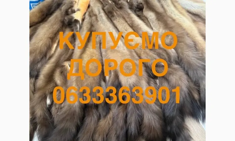 Купуємо шкіри куниці бобра дорого - фото № 1