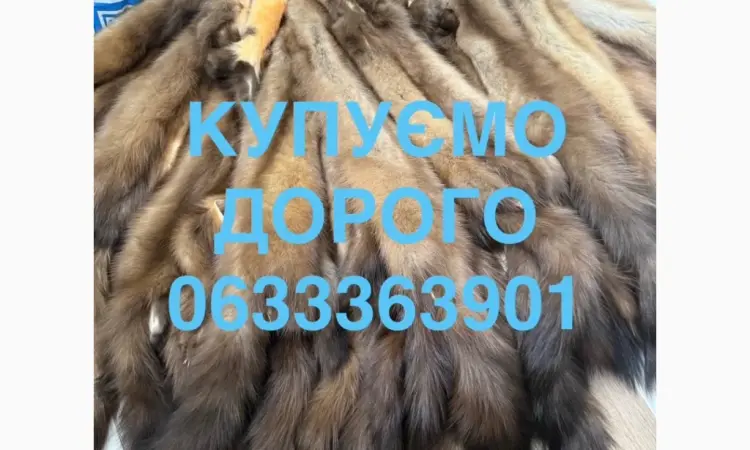 Покупаем мех куницы бобра кроля зайца выдры - фото № 1