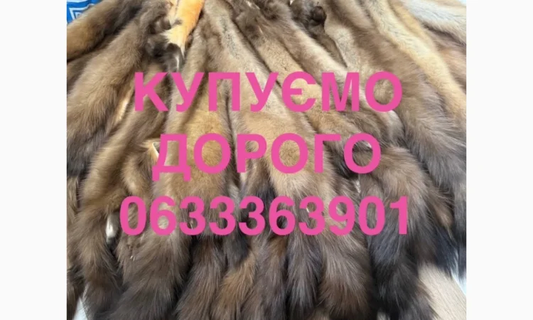 Куплю шкурки куницы оптом - фото № 1