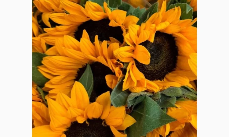 Закуповуємо СОНЯШНИК - фото № 1