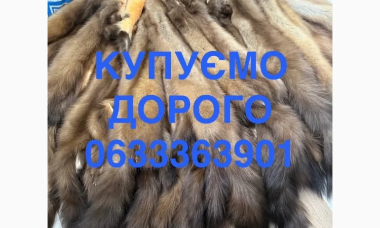 Куплю шкурки куницы, бобра, зайца и кролика - фото № 1
