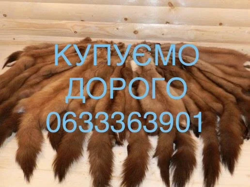 Покупаем шкурки куницы и бобра - фото № 1