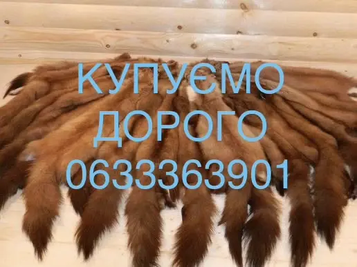 Покупаем шкуры куницы мех куниц - фото № 1
