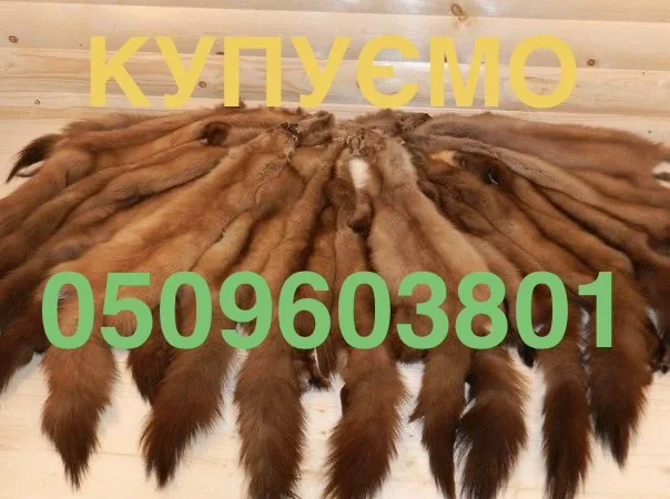Купуємо дорого шкіри куниці по всій Україні - фото № 1