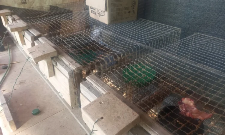 Пропонуються живі норки, дві пари - фото № 1