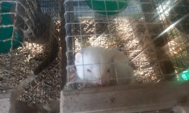 Пропонуються живі норки, дві пари - фото № 2