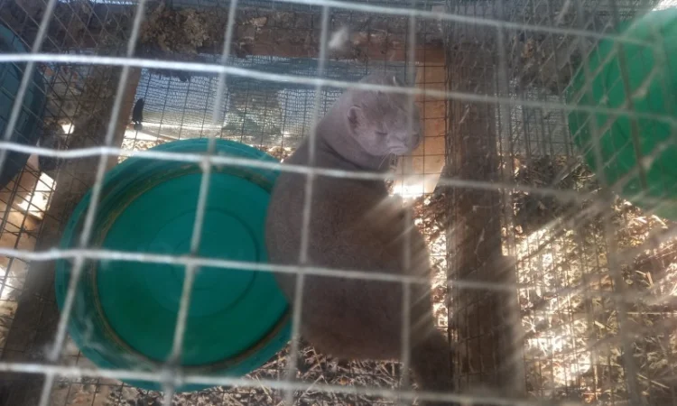 Пропонуються живі норки, дві пари - фото № 3