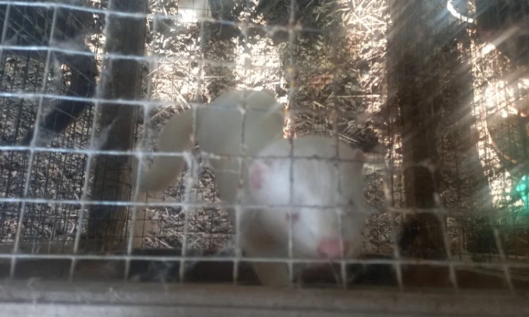 Пропонуються живі норки, дві пари - фото № 4