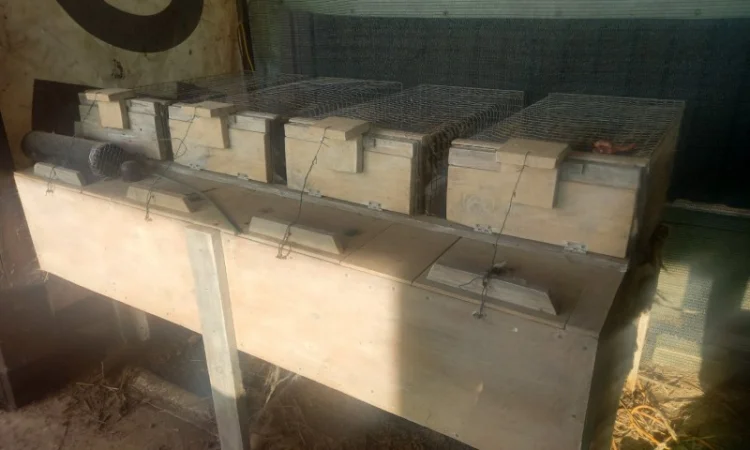 Пропонуються живі норки, дві пари - фото № 5