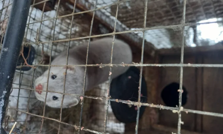 Норки самець і самка для розведення - фото № 1