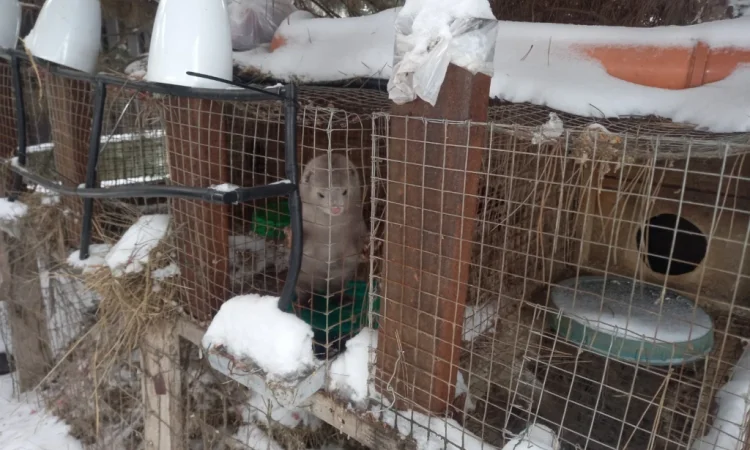 Норки самець і самка для розведення - фото № 2