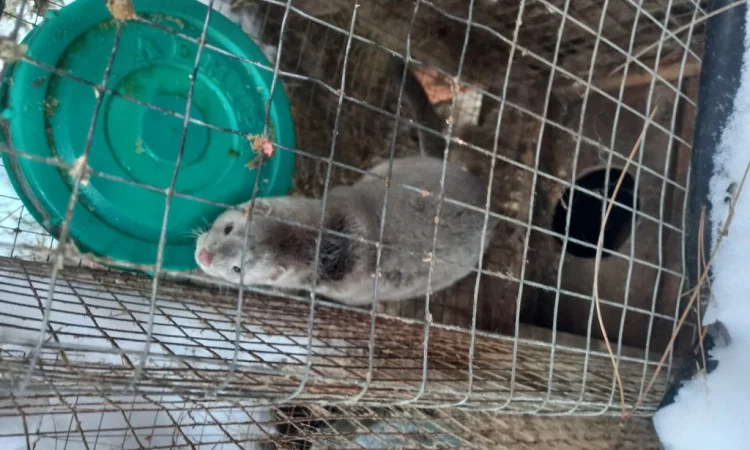 Норки самець і самка для розведення - фото № 3