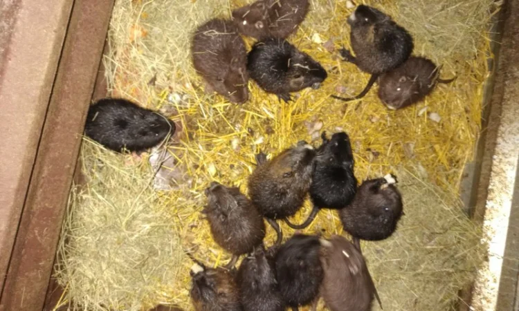 Щенки нутрий на продажу - фото № 1