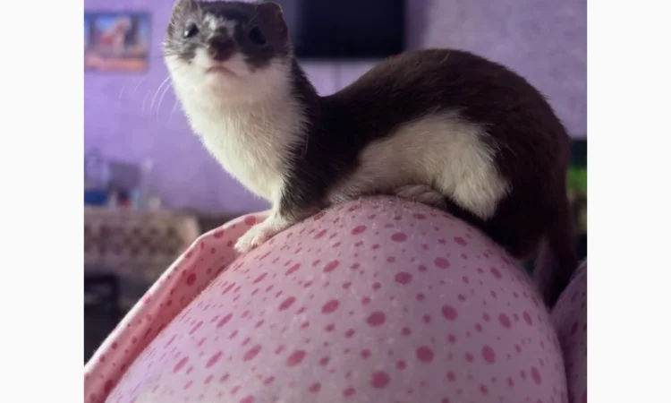 Куплю ласку на хорошие условия - фото № 1