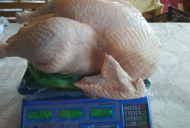 Продается мясо домашней индейки - фото № 1