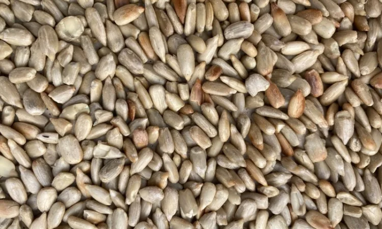 Очищене Ядро Соняшнику - фото № 1