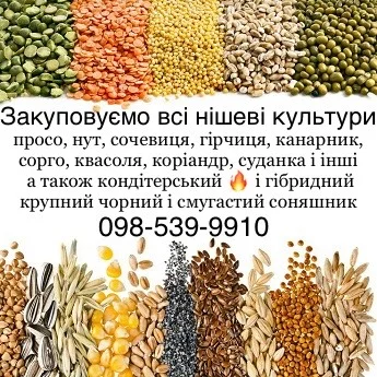 Купуємо кондитерський соняшник а також КРУПНОГО розміру гібридний смугастий та чорний - фото № 1