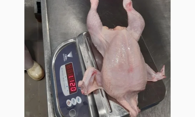 Продам курицу замороженую на экспорт от компании экспортера с 20 тонн - фото № 1