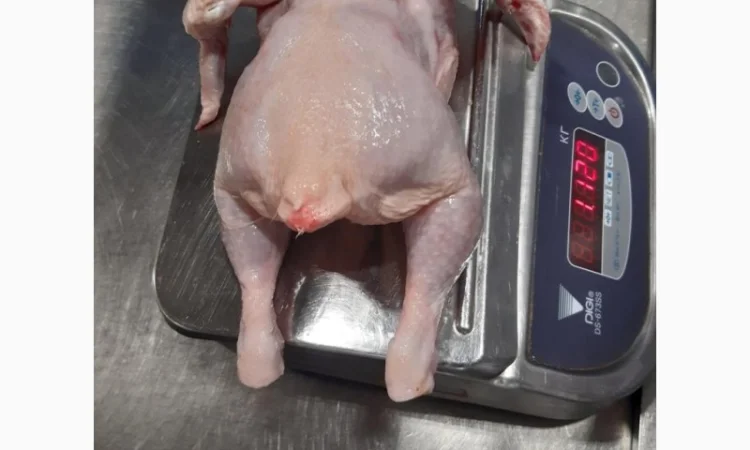 Продам курицу замороженую на экспорт от компании экспортера с 20 тонн - фото № 2