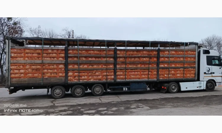 Куплю жилок курку несушку - фото № 1