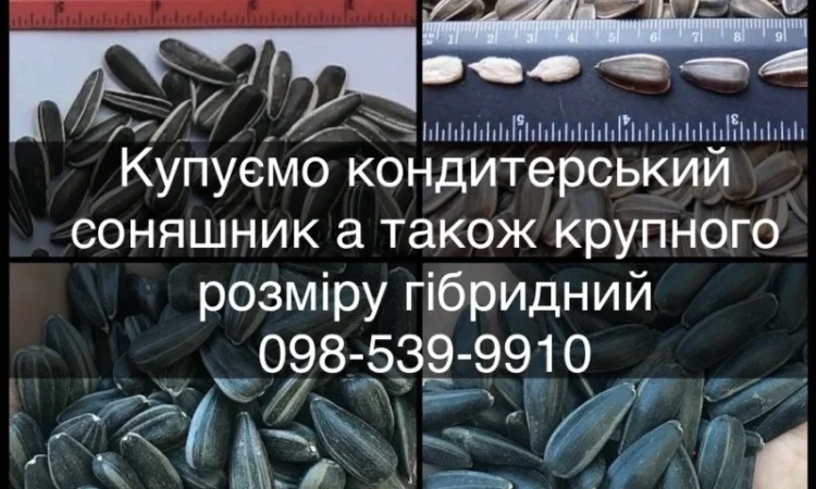 Закуповуємо КОНДИТЕРСКИЙ соняшник а також КРУПНОГО розміру гібридний полосатий та чорний - фото № 1