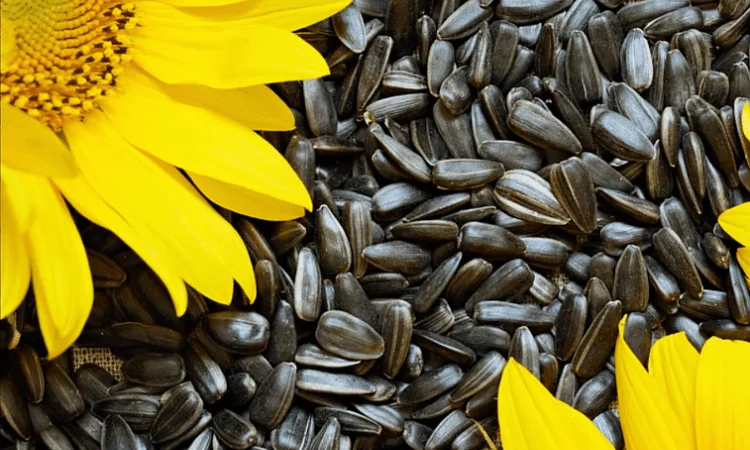 Продам соняшник 50 т - фото № 1