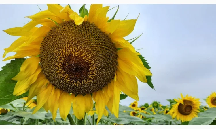 Насіння соняшнику гібрид ФЛЕШ (стандарт - фото № 2