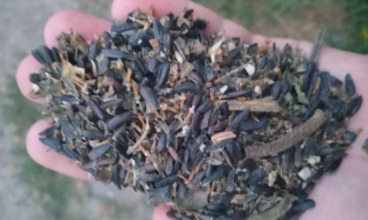 Купимо отходи соняшника - фото № 4